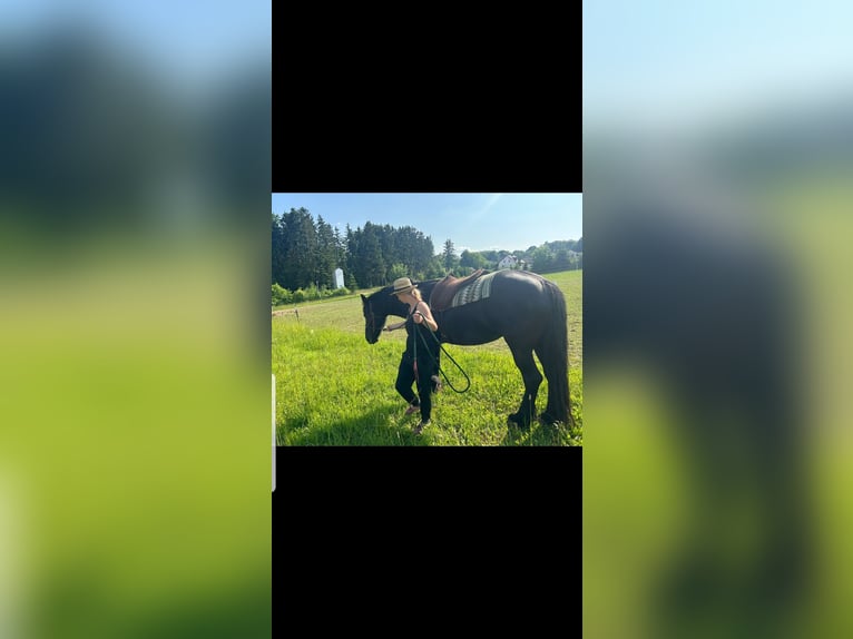 Fries paard Merrie 9 Jaar 168 cm Zwart in Obertraubling