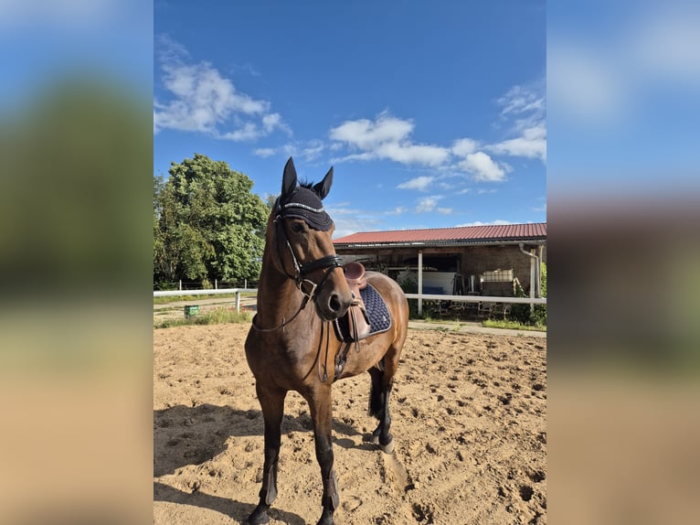 Fries paard Mix Merrie 9 Jaar 170 cm Bruin in Plötzkau