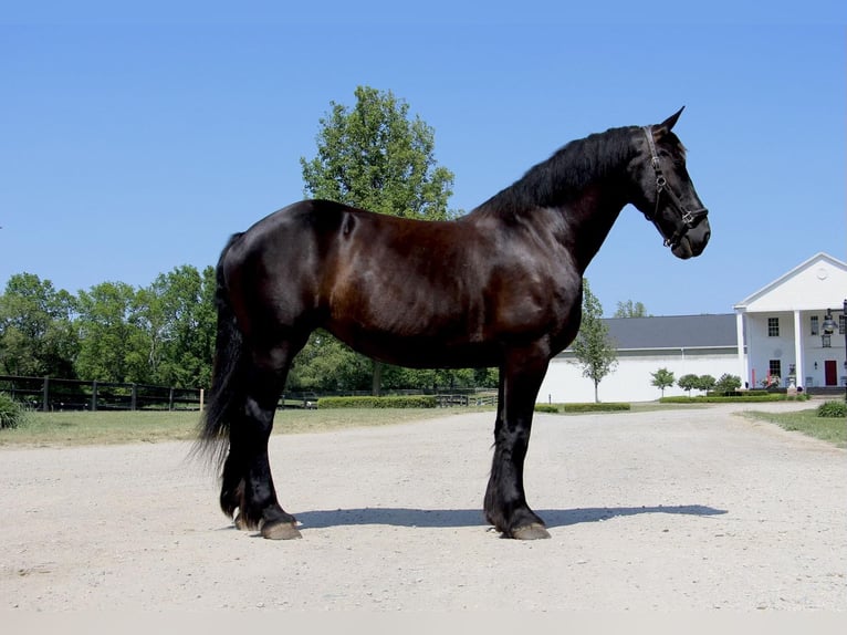 Fries paard Merrie 9 Jaar 173 cm Zwart in Highland MI