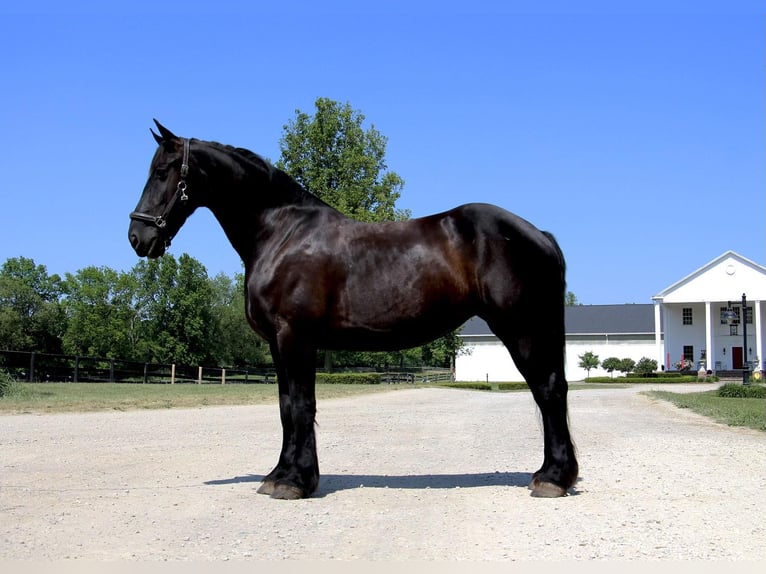 Fries paard Merrie 9 Jaar 173 cm Zwart in Highland MI