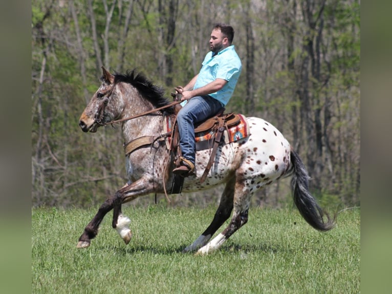 Fries paard Merrie 9 Jaar Roodvos in Rineyville KY