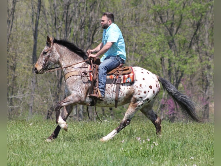 Fries paard Merrie 9 Jaar Roodvos in Rineyville KY