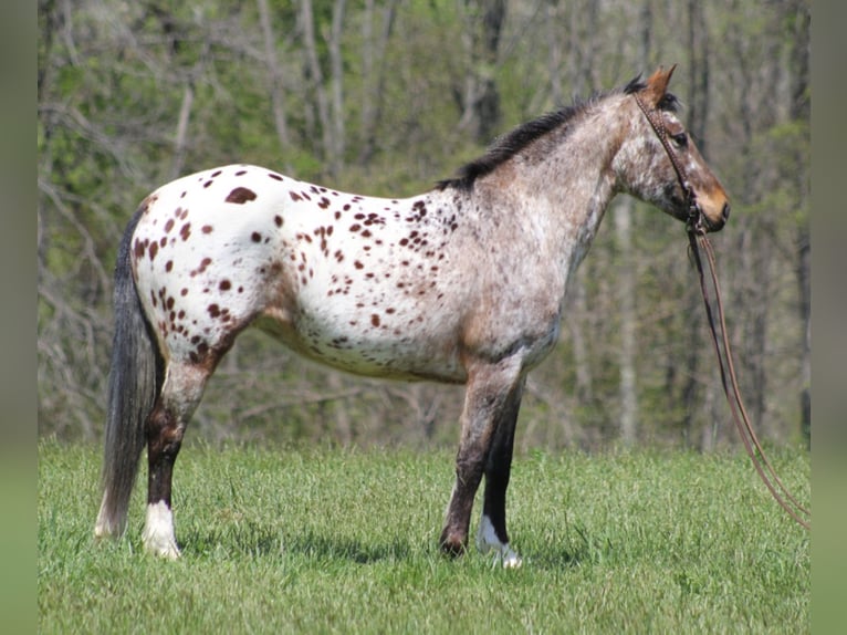 Fries paard Merrie 9 Jaar Roodvos in Rineyville KY