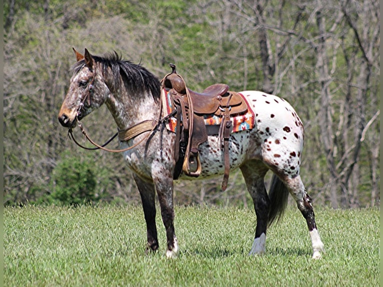 Fries paard Merrie 9 Jaar Roodvos in Rineyville KY