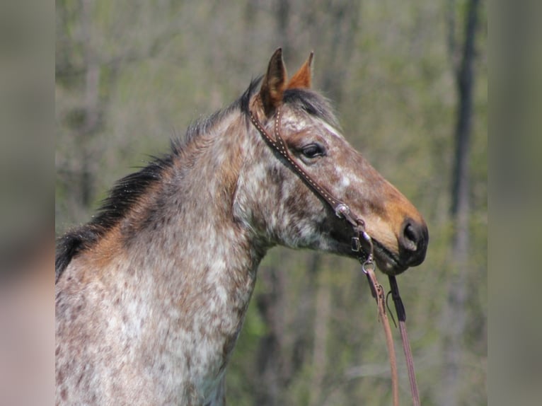 Fries paard Merrie 9 Jaar Roodvos in Rineyville KY