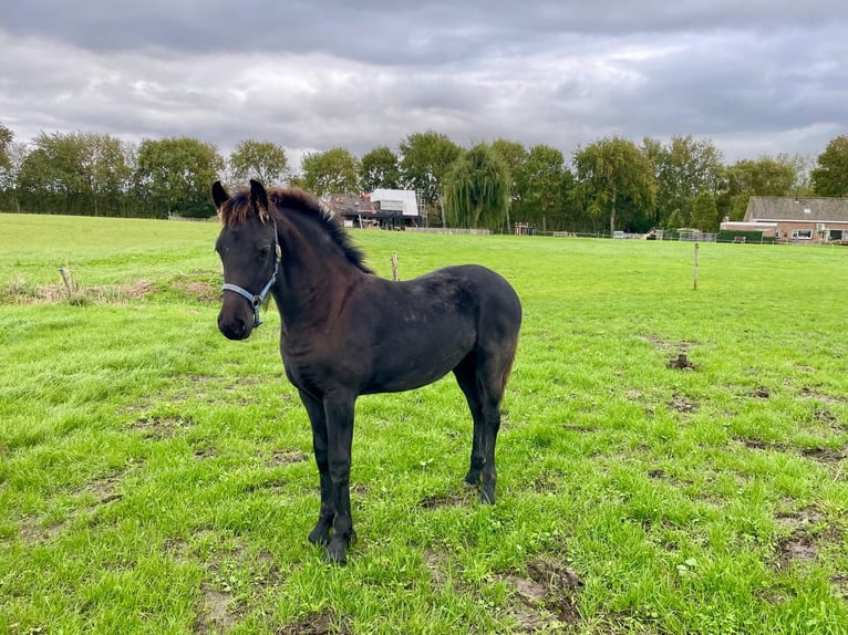 Fries paard Merrie Veulen (04/2026) 130 cm Zwart in Aagtekerke