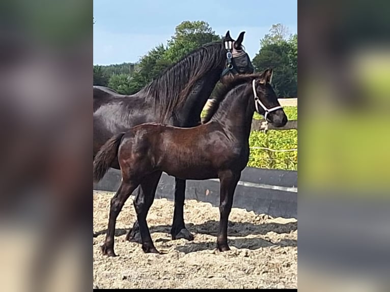 Fries paard Merrie Veulen (04/2026) 130 cm Zwart in Aagtekerke