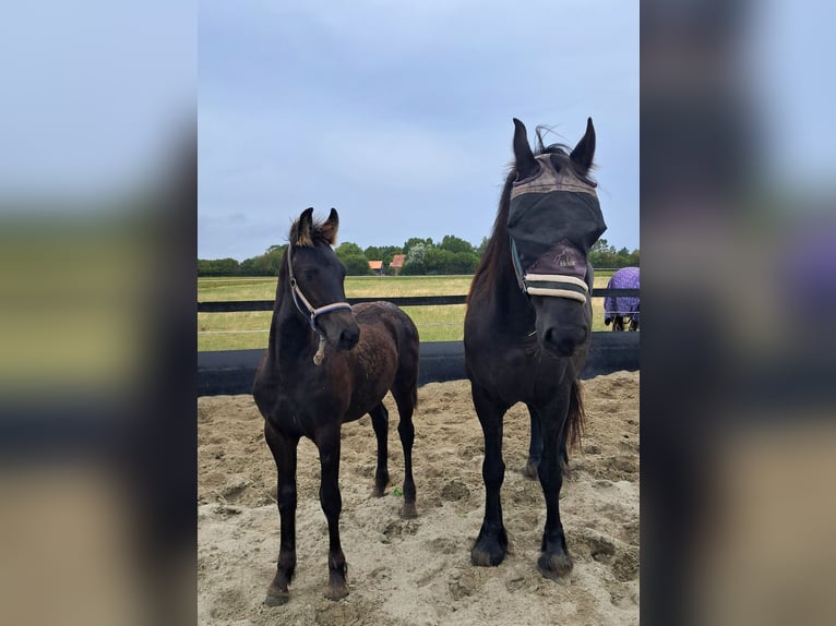 Fries paard Merrie Veulen (04/2026) 130 cm Zwart in Aagtekerke