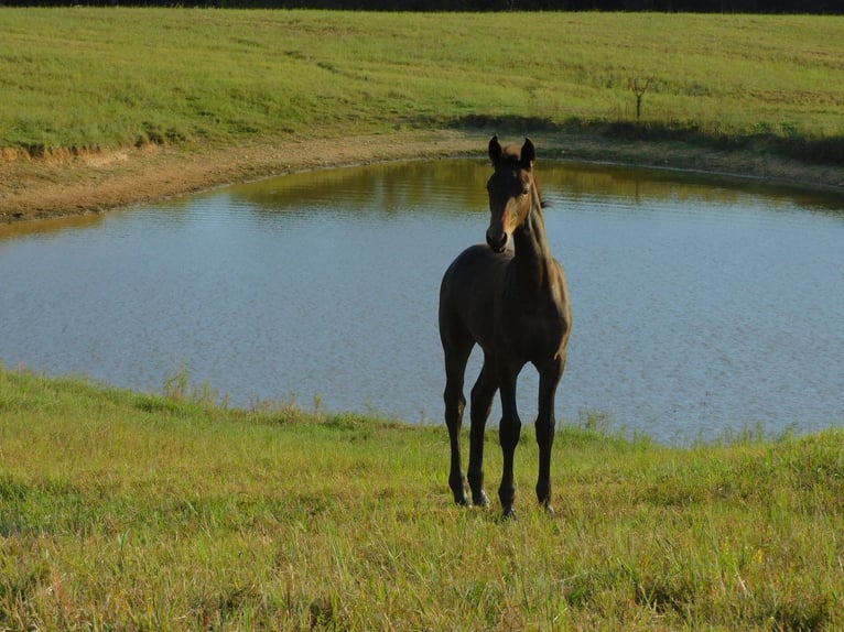 Fries paard Merrie Veulen (06/2025) 163 cm Donkerbruin in Lobelville