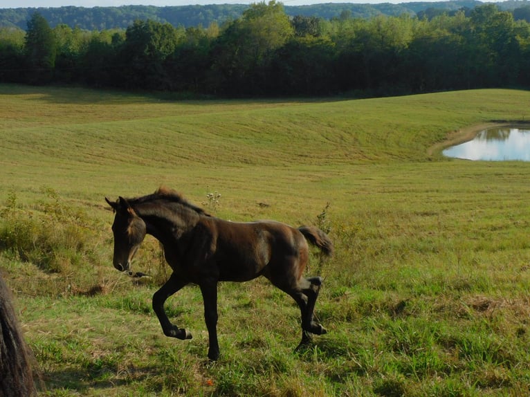 Fries paard Merrie Veulen (06/2025) 163 cm Donkerbruin in Lobelville