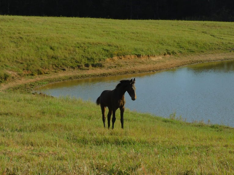 Fries paard Merrie Veulen (06/2025) 163 cm Donkerbruin in Lobelville