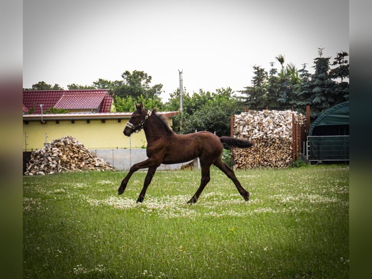 Fries paard Merrie veulen (05/2024) 164 cm Zwart in Gustow