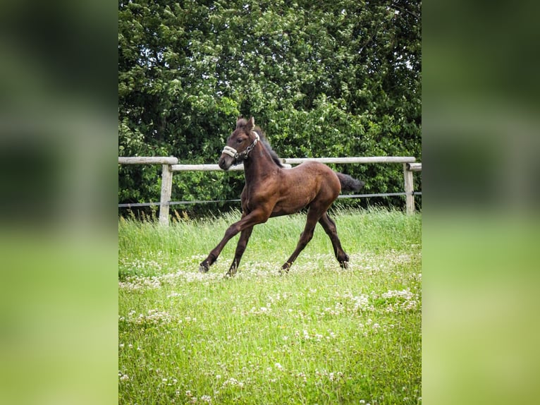 Fries paard Merrie veulen (05/2024) 164 cm Zwart in Gustow