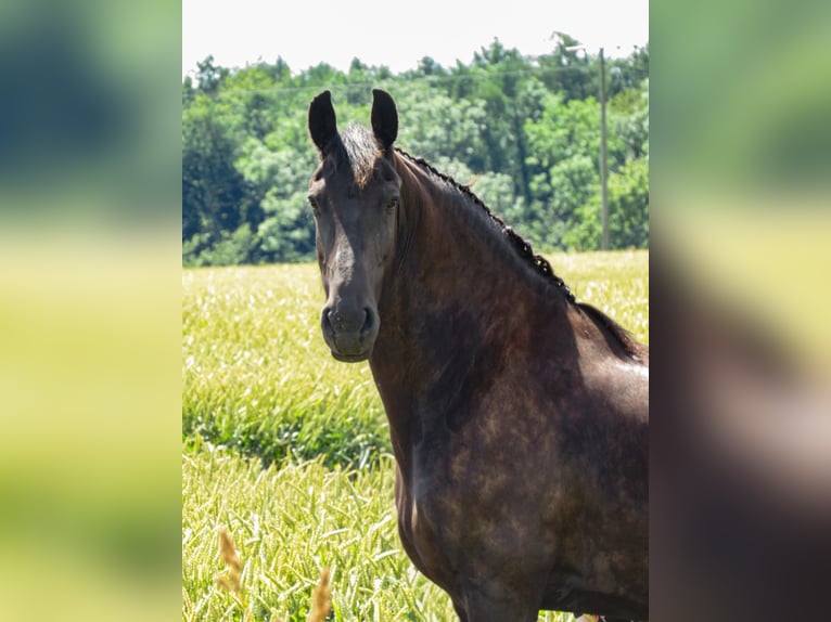 Fries paard Merrie veulen (05/2024) 164 cm Zwart in Gustow