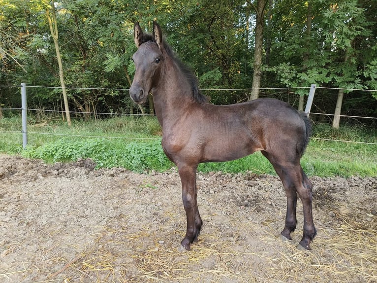 Fries paard Merrie Veulen (05/2025) 165 cm Zwart in P&#x159;erov