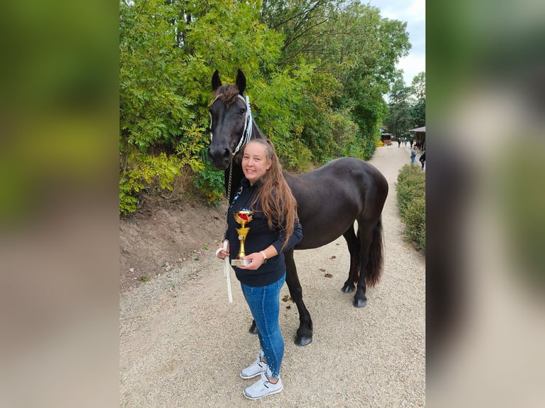 Fries paard Merrie Veulen (05/2025) 165 cm Zwart in P&#x159;erov