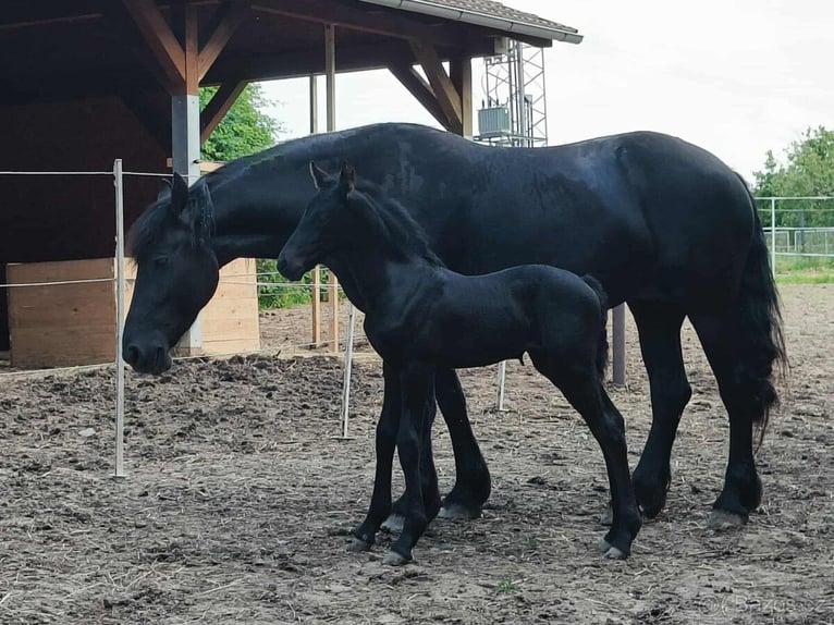 Fries paard Merrie Veulen (05/2025) 165 cm Zwart in P&#x159;erov