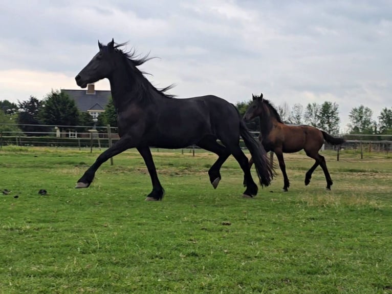 Fries paard Merrie Veulen (04/2026) 165 cm Zwart in Ommeren