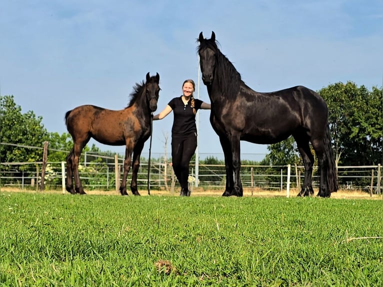 Fries paard Merrie Veulen (04/2026) 165 cm Zwart in Ommeren