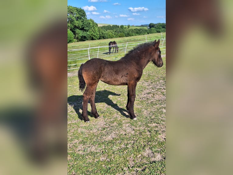 Fries paard Mix Merrie Veulen (03/2025) 165 cm Zwart in Ort im Innkreis