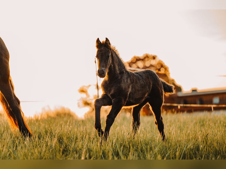 Fries paard Mix Merrie Veulen (03/2025) 165 cm Zwart in Ort im Innkreis