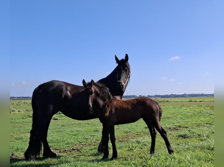 Fries paard Merrie Veulen (05/2025) 165 cm Zwart in Dalen