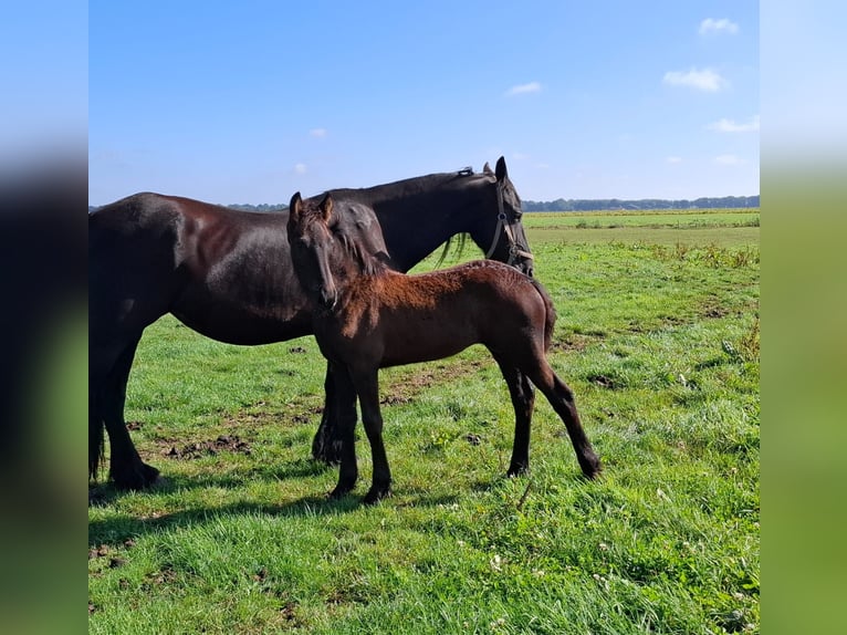 Fries paard Merrie Veulen (05/2025) 165 cm Zwart in Dalen