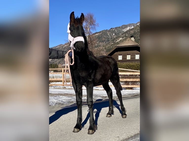 Fries paard Merrie Veulen (08/2025) 167 cm Zwart in Sankt Michael  im Lungau