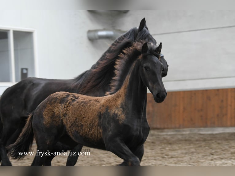 Fries paard Merrie Veulen (03/2025) 168 cm Zwart in Mijnsheerenland