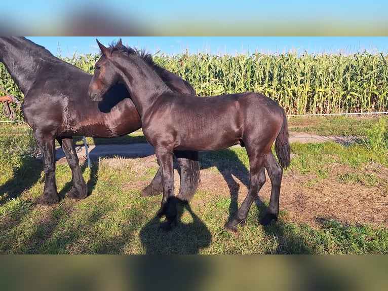 Fries paard Merrie Veulen (01/2025) in Malcz&#xF3;w