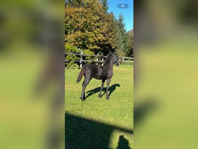 Fries paard Merrie Veulen (05/2025) in Breydin