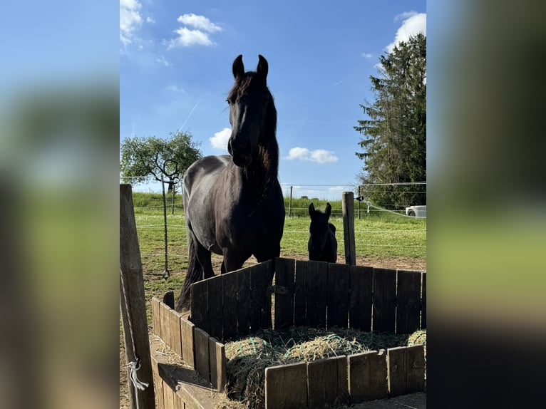 Fries paard Merrie Veulen (05/2025) in Mechernich