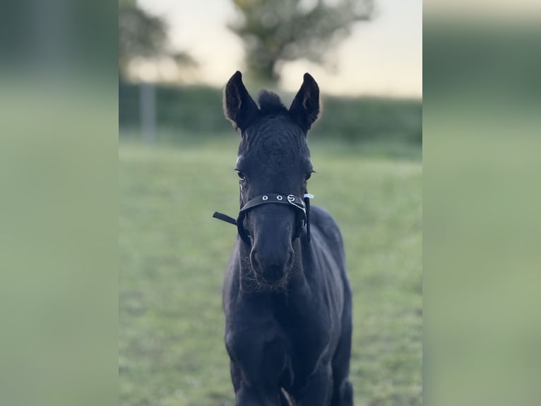Fries paard Merrie Veulen (05/2025) in Mechernich