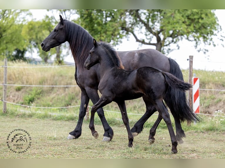 Fries paard Merrie Veulen (05/2025) in Mechernich