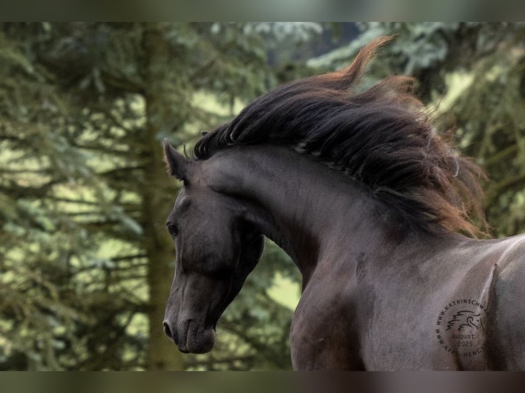 Fries paard Merrie Veulen (05/2025) in Mechernich