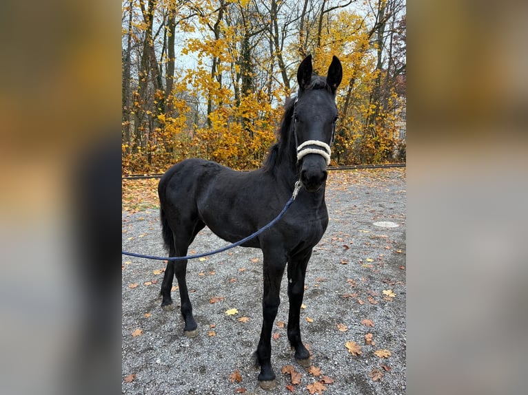 Fries paard Merrie Veulen (06/2025) in Oberweis