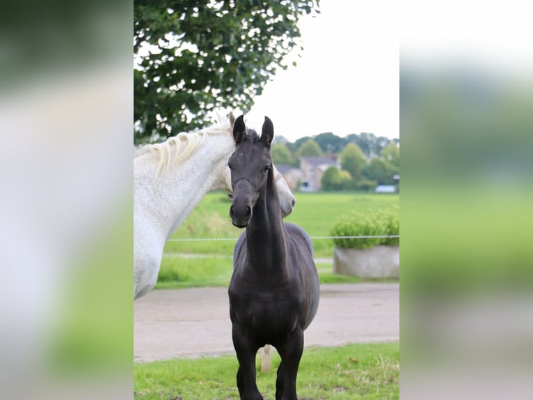 Fries paard Mix Merrie veulen (04/2024) kan schimmel zijn in Franeker