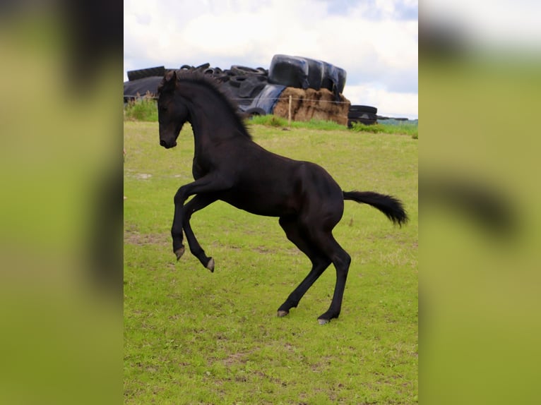 Fries paard Mix Merrie veulen (04/2024) kan schimmel zijn in Franeker