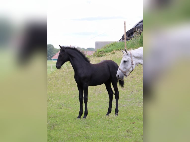 Fries paard Mix Merrie veulen (04/2024) kan schimmel zijn in Franeker