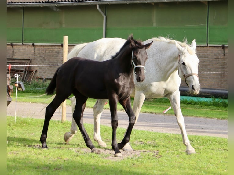 Fries paard Mix Merrie veulen (04/2024) kan schimmel zijn in Franeker