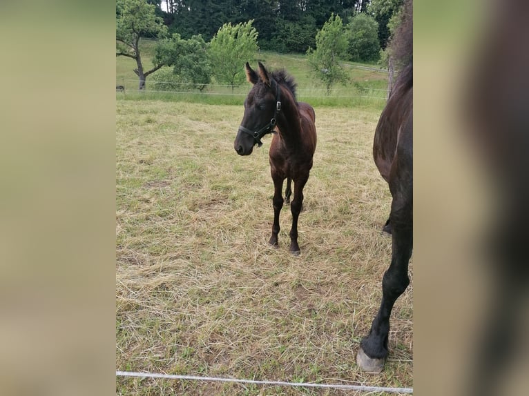 Fries paard Merrie veulen (04/2024) Zwart in Flieden