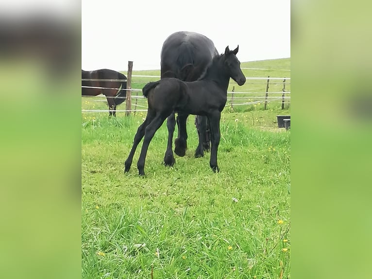 Fries paard Merrie veulen (04/2024) Zwart in Flieden