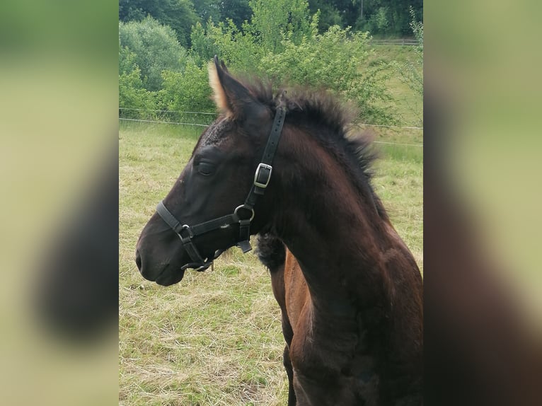 Fries paard Merrie veulen (04/2024) Zwart in Flieden