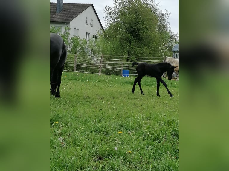 Fries paard Merrie veulen (04/2024) Zwart in Flieden