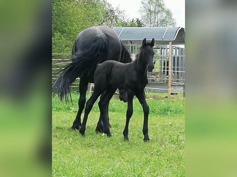 Fries paard Merrie veulen (04/2024) Zwart in Flieden