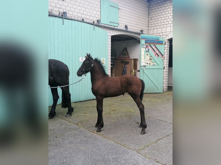 Fries paard Merrie veulen (04/2024) Zwart in Flieden