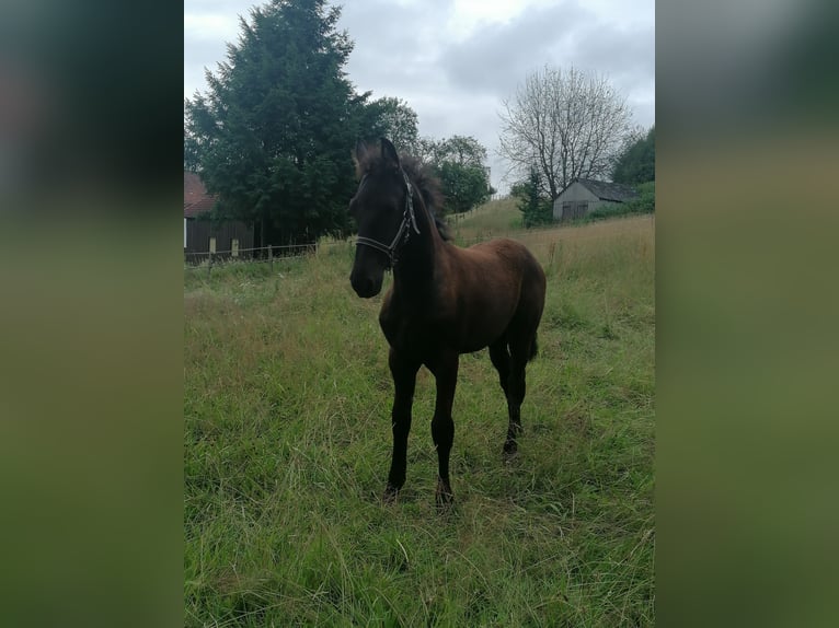 Fries paard Merrie veulen (04/2024) Zwart in Flieden