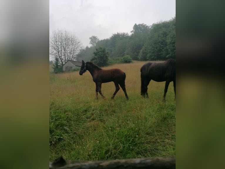 Fries paard Merrie veulen (04/2024) Zwart in Flieden