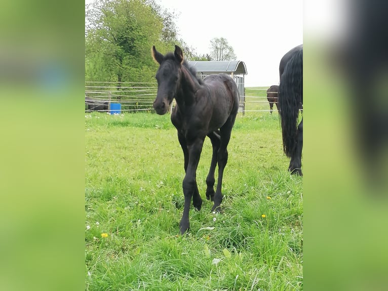 Fries paard Merrie veulen (04/2024) Zwart in Flieden