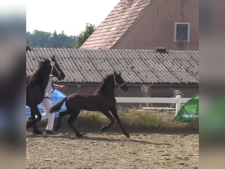 Fries paard Merrie  Zwart in Wallerstein